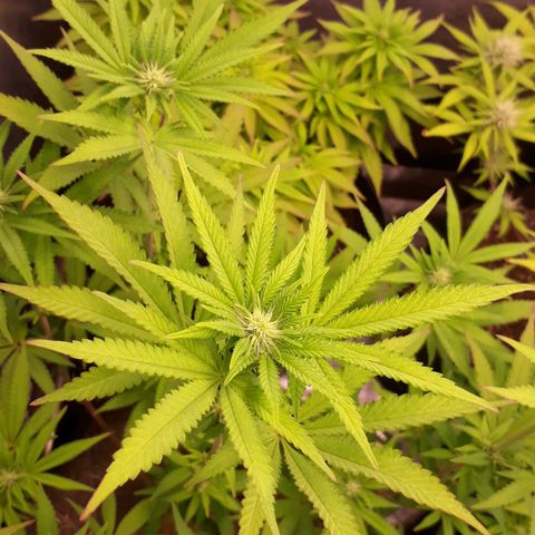 Tahoe FL 12 growlog timeline photo
