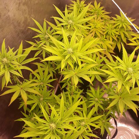 Tahoe FL 12 growlog timeline photo