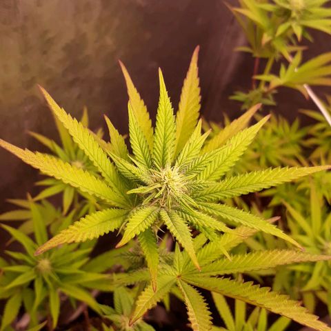 Tahoe FL 12 growlog timeline photo
