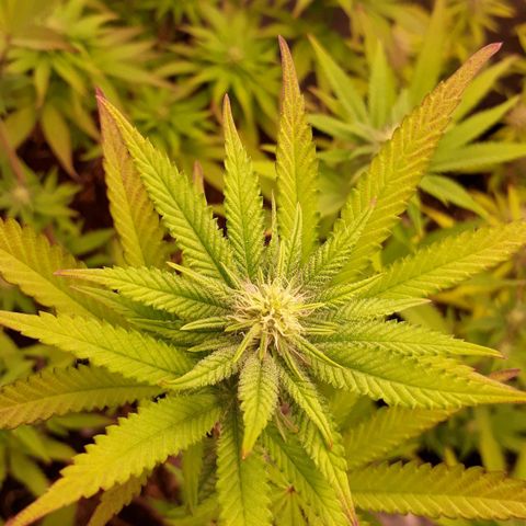 Tahoe FL 12 growlog timeline photo