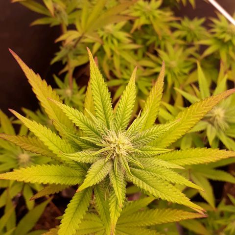Tahoe FL 12 growlog timeline photo