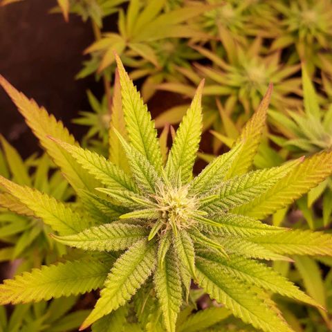 Tahoe FL 12 growlog timeline photo