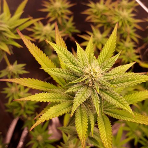 Tahoe FL 12 growlog timeline photo