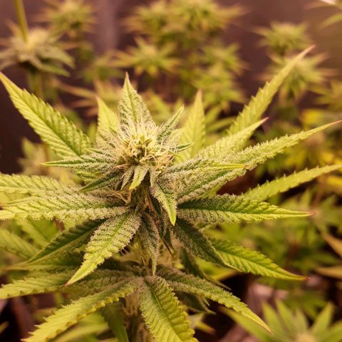 Tahoe FL 12 growlog timeline photo