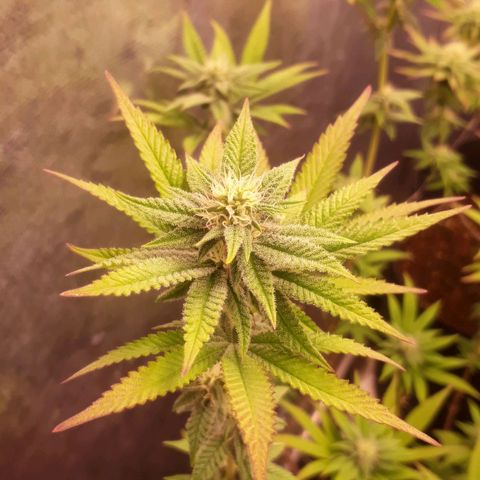 Tahoe FL 12 growlog timeline photo