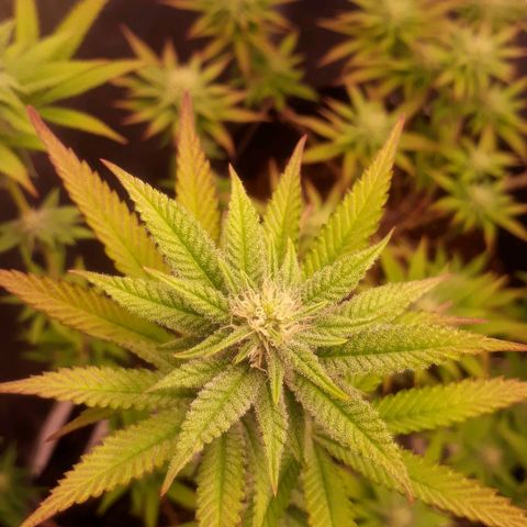 Tahoe FL 12 growlog timeline photo