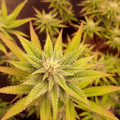 Tahoe FL 12 growlog timeline photo