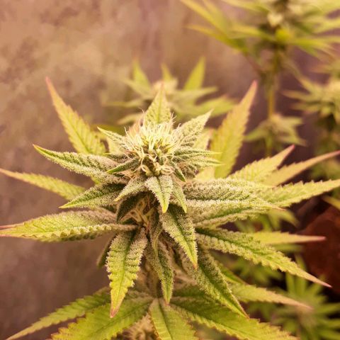 Tahoe FL 12 growlog timeline photo