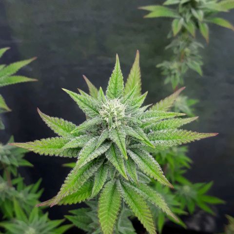 Tahoe FL 12 growlog timeline photo
