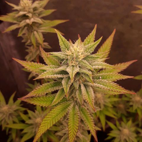 Tahoe FL 12 growlog timeline photo