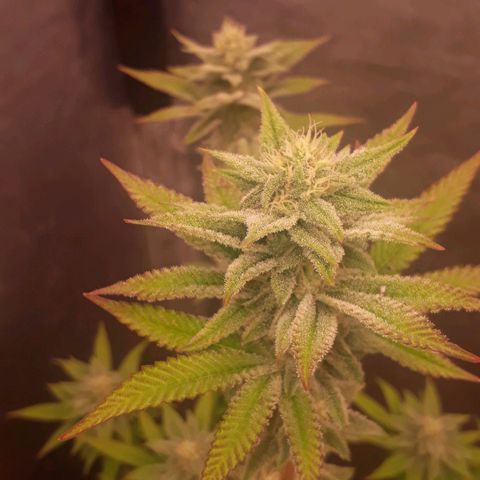 Tahoe FL 12 growlog timeline photo