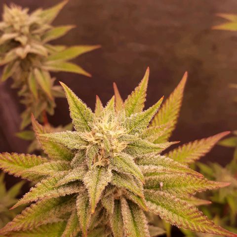 Tahoe FL 12 growlog timeline photo