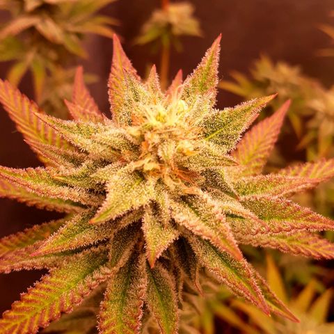 Tahoe FL 12 growlog timeline photo