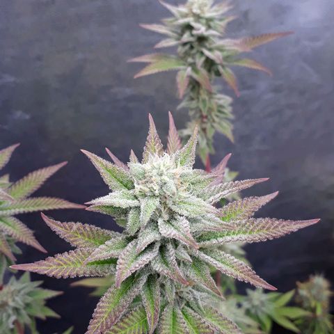 Tahoe FL 12 growlog timeline photo