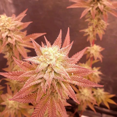 Tahoe FL 12 growlog timeline photo