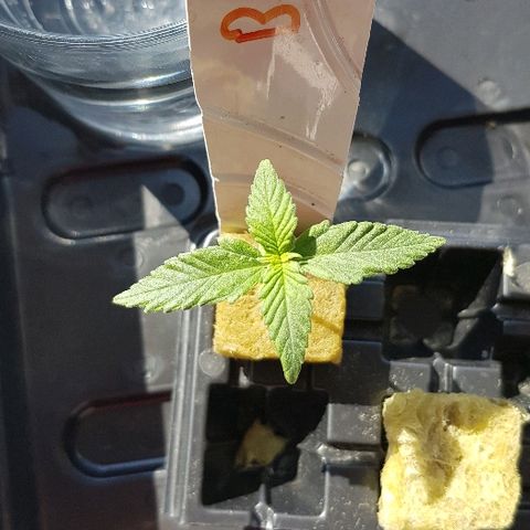 Blue Dream Auto #1 growlog photo: Growing well today, think will transplant tomorrow