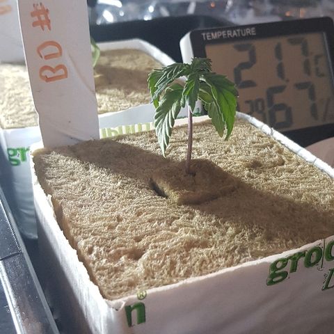 Blue Dream Auto #1 growlog timeline photo