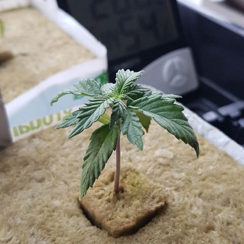 Blue Dream Auto #1 growlog timeline photo