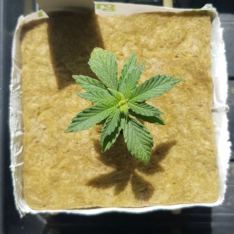 Blue Dream Auto #1 growlog timeline photo