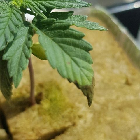 Blue Dream Auto #1 growlog timeline photo