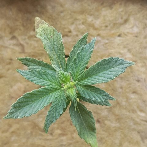 Blue Dream Auto #1 growlog photo: Nothing to really report, very stunted growth And leaves are browning but tops look ok