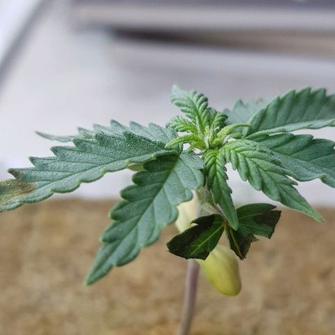 Blue Dream Auto #1 growlog photo: Going into flower...at 6cm tall!!! Not good but will have to learn from this one