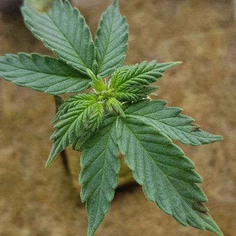 Blue Dream Auto #1 growlog photo: Going into flower...at 6cm tall!!! Not good but will have to learn from this one