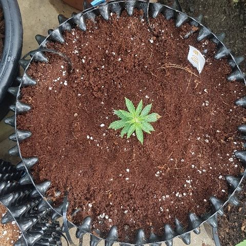 Blue Dream Auto #1 growlog timeline photo