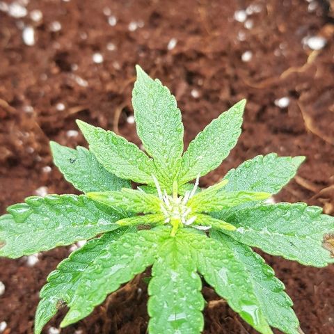 Blue Dream Auto #1 growlog photo: Gone into flower, lets see