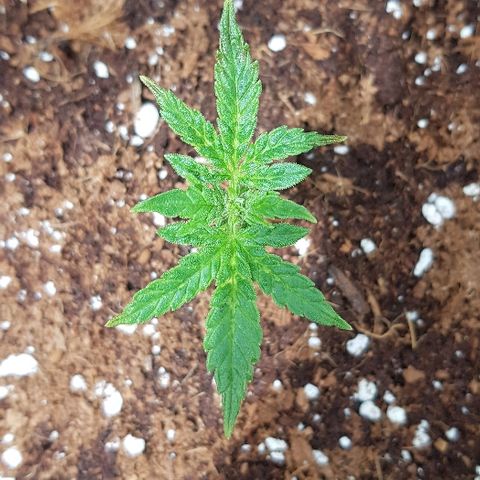 Blue Dream Auto #1 growlog timeline photo
