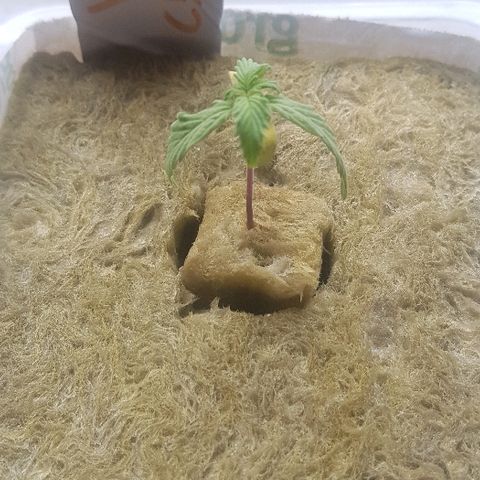 Wedding Cheesecake Auto growlog photo: A little droopy still from flush but should be ok