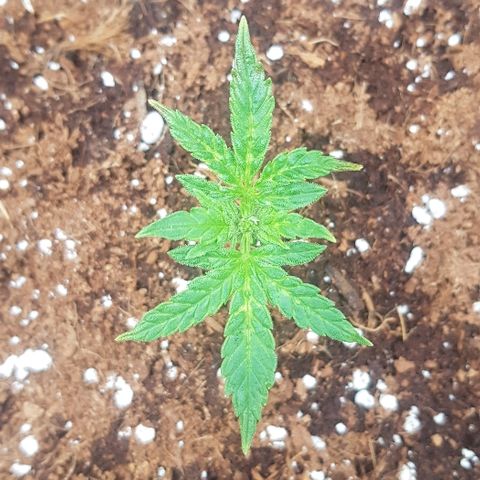 Blue Dream Auto #1 growlog timeline photo