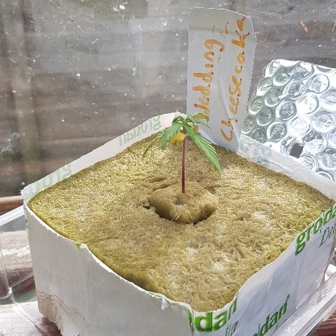 Wedding Cheesecake Auto growlog photo: Hardening off in greenhouse for 3hrs
