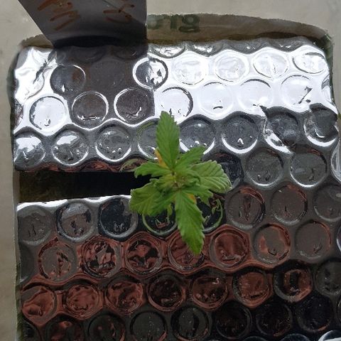Wedding Cheesecake Auto growlog timeline photo