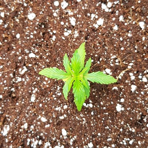 Wedding Cheesecake Auto growlog timeline photo