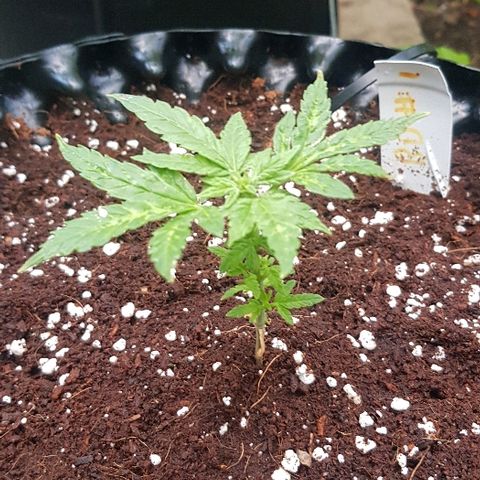 Blue Dream Auto #1 growlog timeline photo