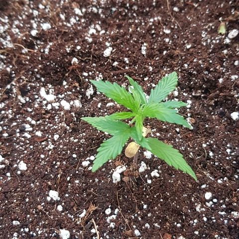 Wedding Cheesecake Auto growlog timeline photo