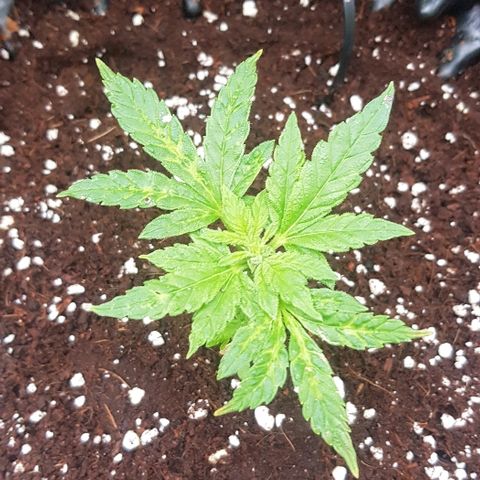 Blue Dream Auto #1 growlog timeline photo