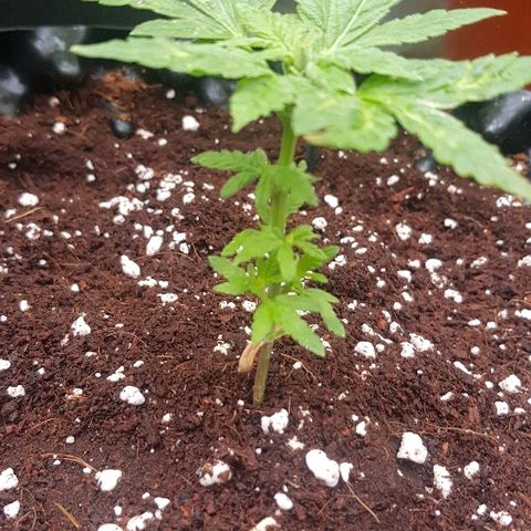 Blue Dream Auto #1 growlog timeline photo