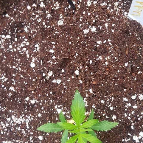 Wedding Cheesecake Auto growlog timeline photo