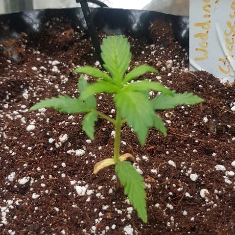 Wedding Cheesecake Auto growlog timeline photo