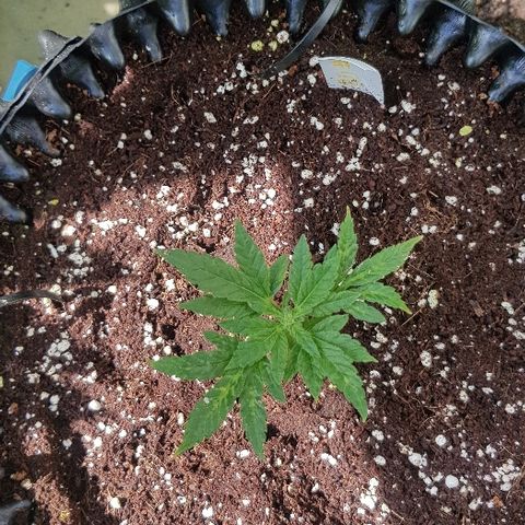 Blue Dream Auto #1 growlog timeline photo