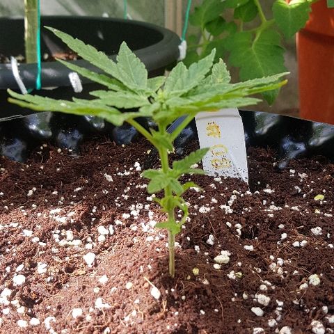 Blue Dream Auto #1 growlog timeline photo