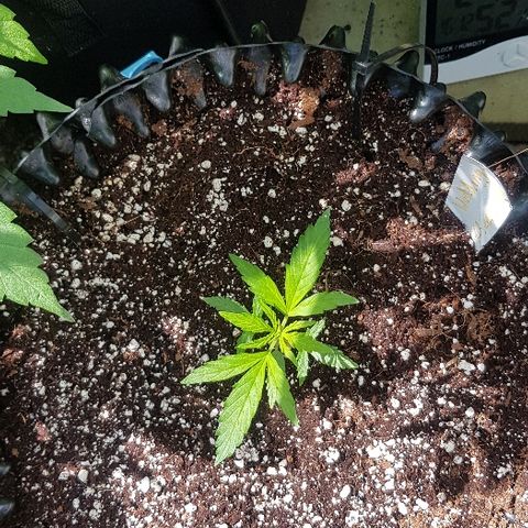 Wedding Cheesecake Auto growlog timeline photo