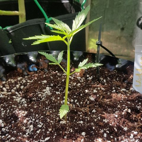 Wedding Cheesecake Auto growlog timeline photo