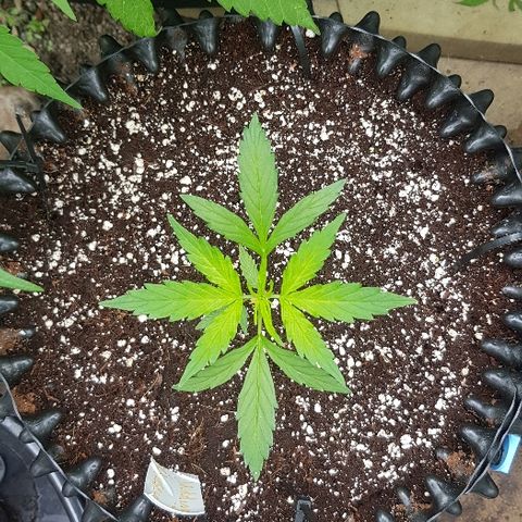 Wedding Cheesecake Auto growlog timeline photo