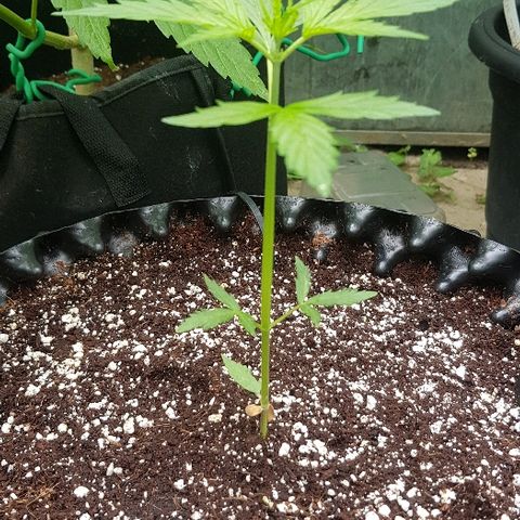 Wedding Cheesecake Auto growlog timeline photo