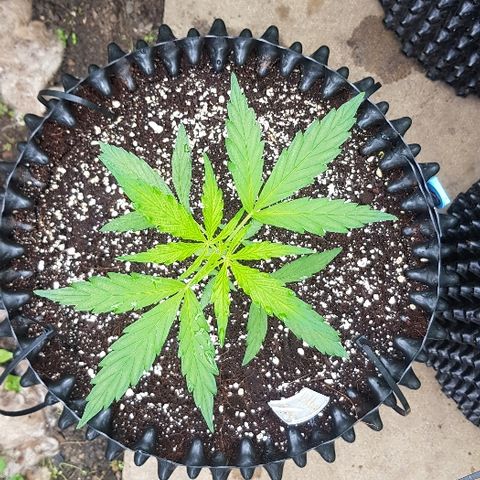 Wedding Cheesecake Auto growlog timeline photo