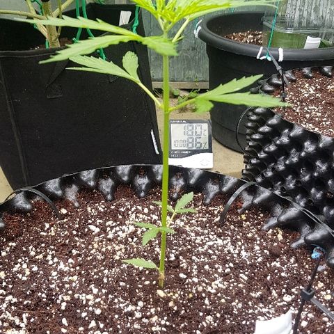 Wedding Cheesecake Auto growlog timeline photo