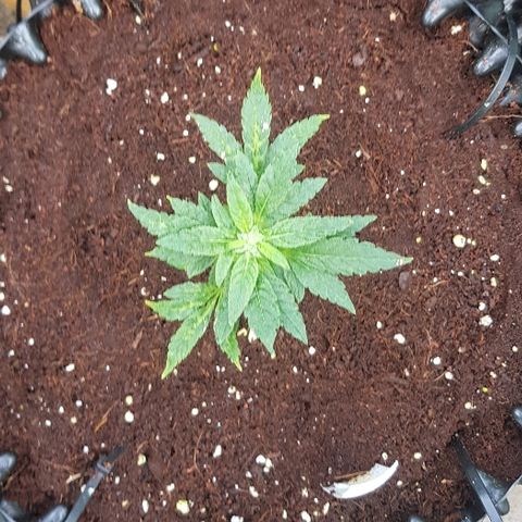 Blue Dream Auto #1 growlog timeline photo